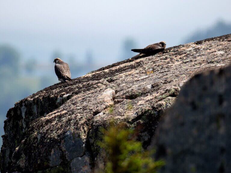 Peregrine-falcons_Acadia-National-Park-1-768x576 Peregrine-falcons_Acadia-National-Park-1-768x576